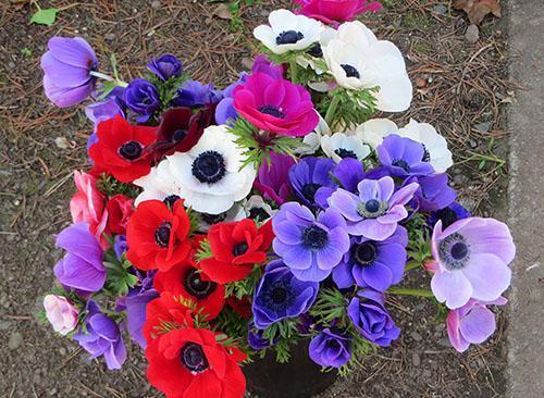 anemone kimppu