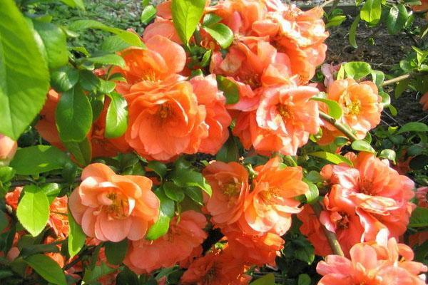 heenomeles kukassa