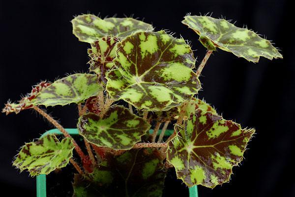 epäsymmetriset begonian lehdet