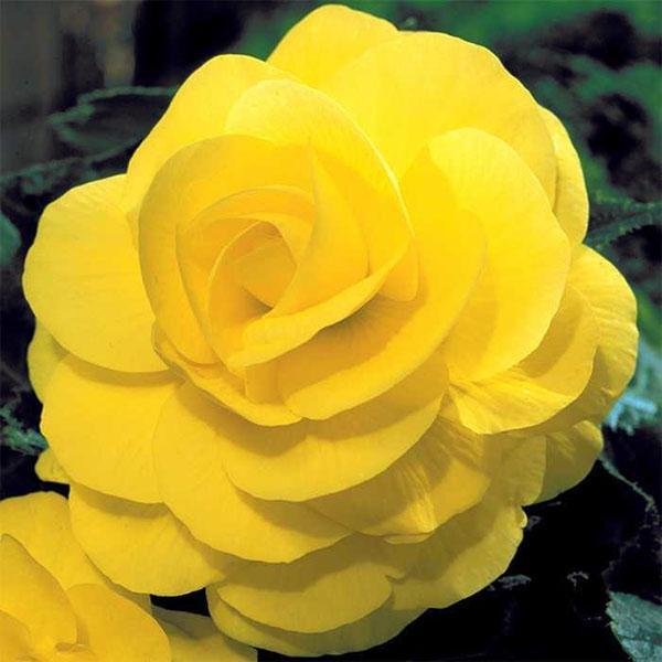 kirkas kukinta begonia
