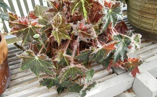 begonia kleopatra