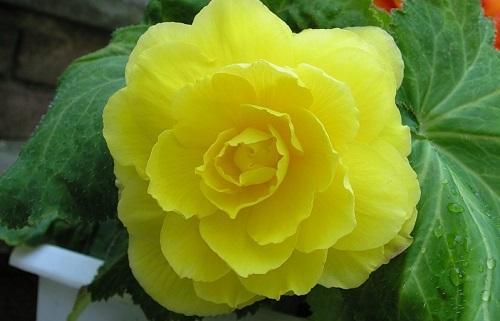 täysi begonia