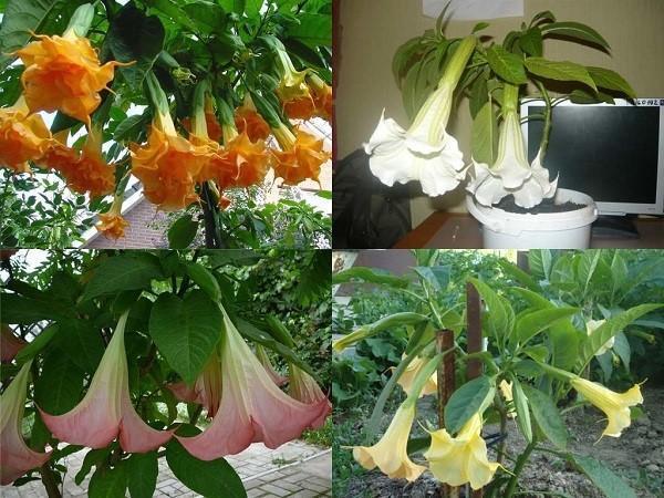 eri lajikkeiden brugmansia