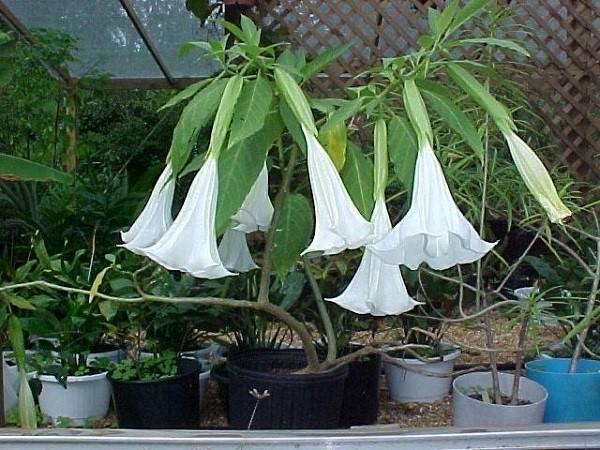 brugmansia huoneen olosuhteissa