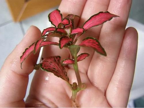 fittonia varsi
