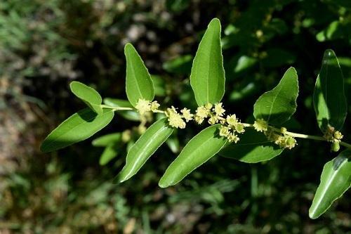 kukkiva ziziphus