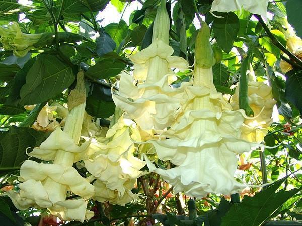terry brugmansia kukkii