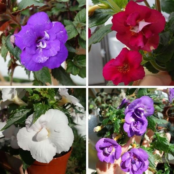 eri lajikkeiden achimenes
