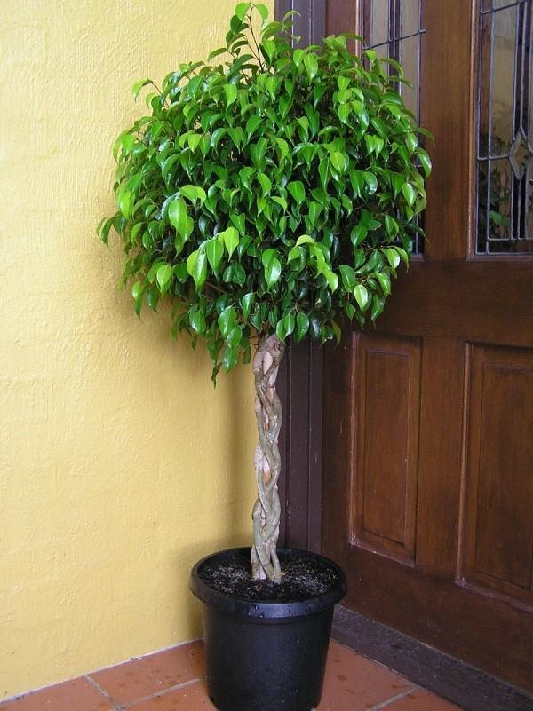 ficus benjamin huoneessa