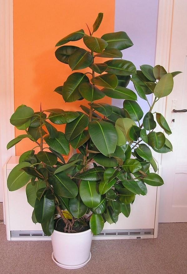 kumi ficus