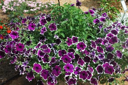 fortunia violetti picoti