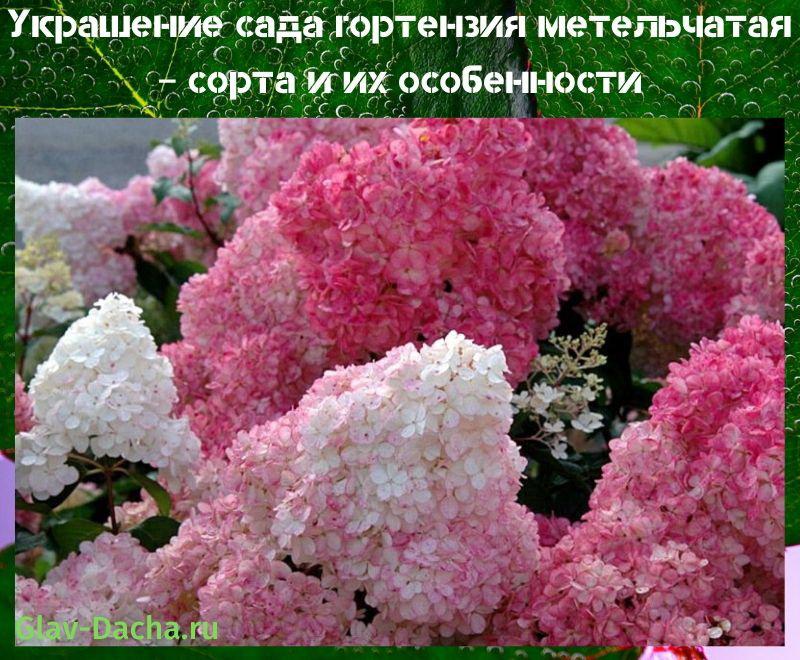 panicle hydrangea -lajikkeet
