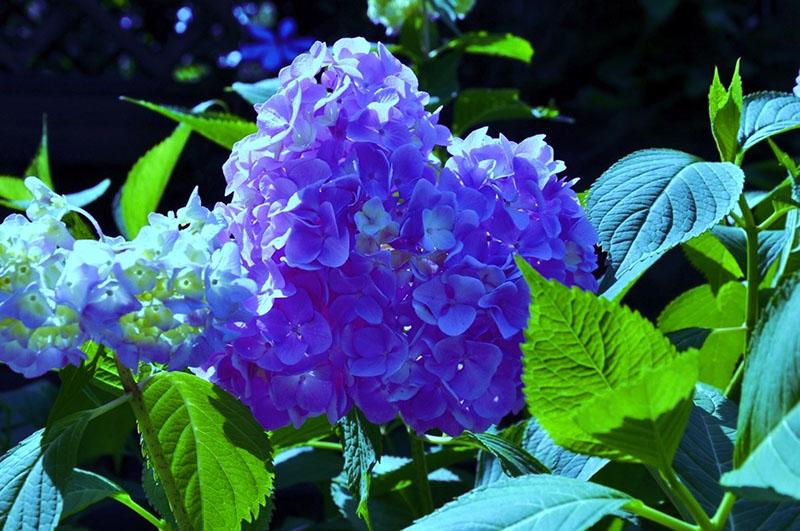 puutarhan sisustus hydrangea