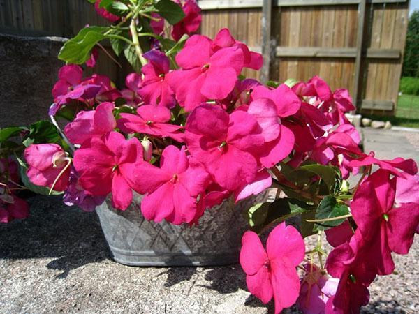 ruukussa impatiens
