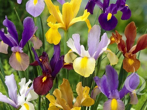 iiris hollanti sipuli