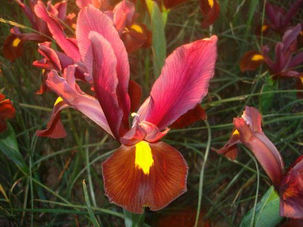 ainutlaatuinen iiris hollanti