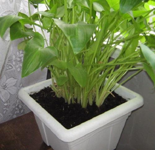 calla ei kukki