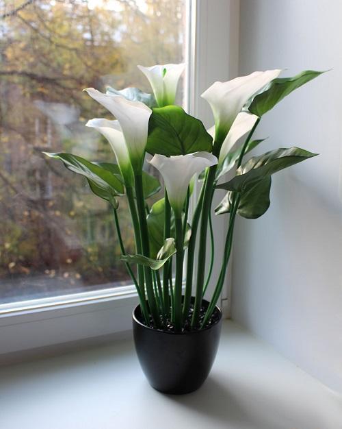 kalla etiopialainen