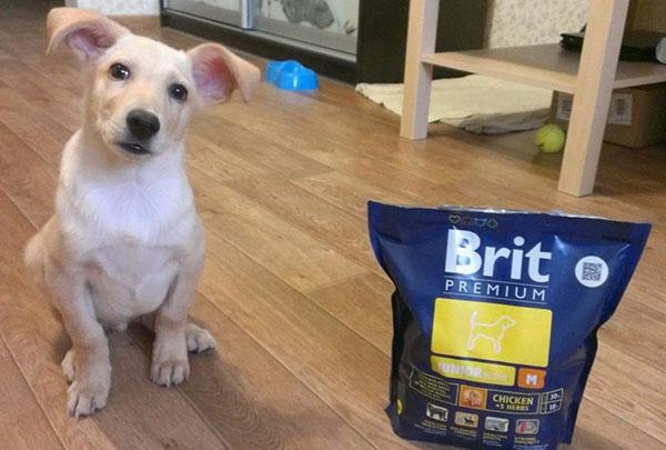 koiranruoka brit premium