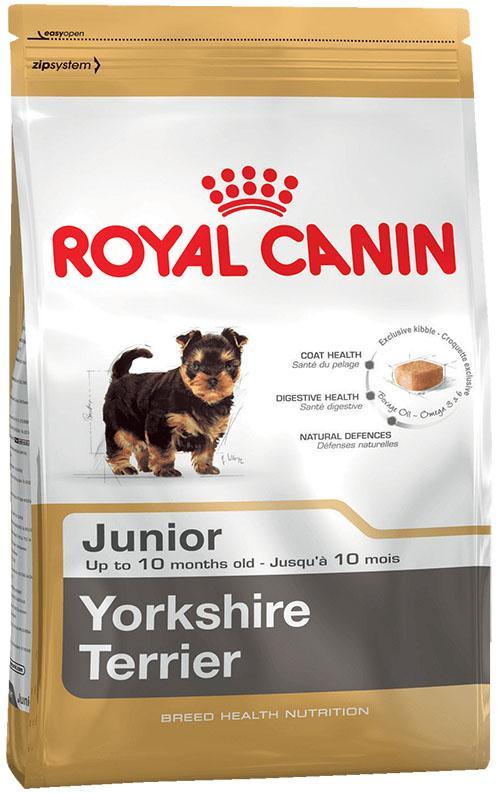 kuivaruoka nuorille Yorkshirenterrieri-koirille