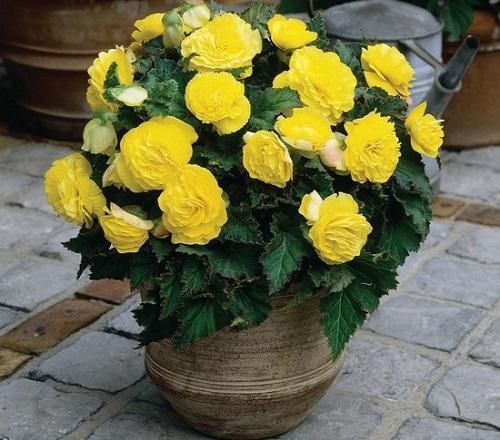 terry keltainen begonia