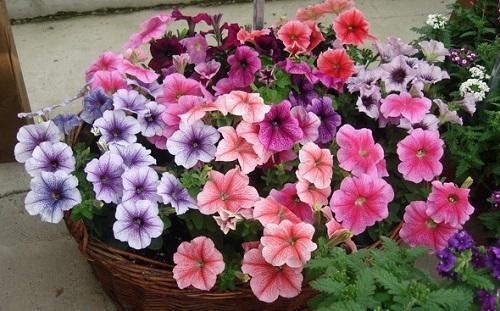 petunia-isä
