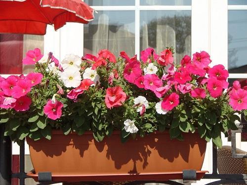 petunia astiassa
