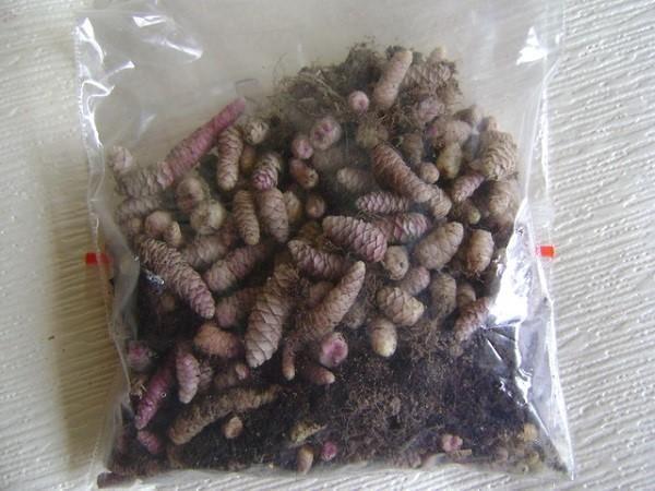 Achimenes-juurakot varastossa