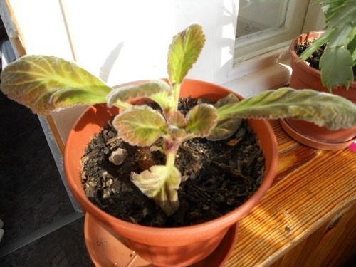 rullatut gloxinia-lehdet