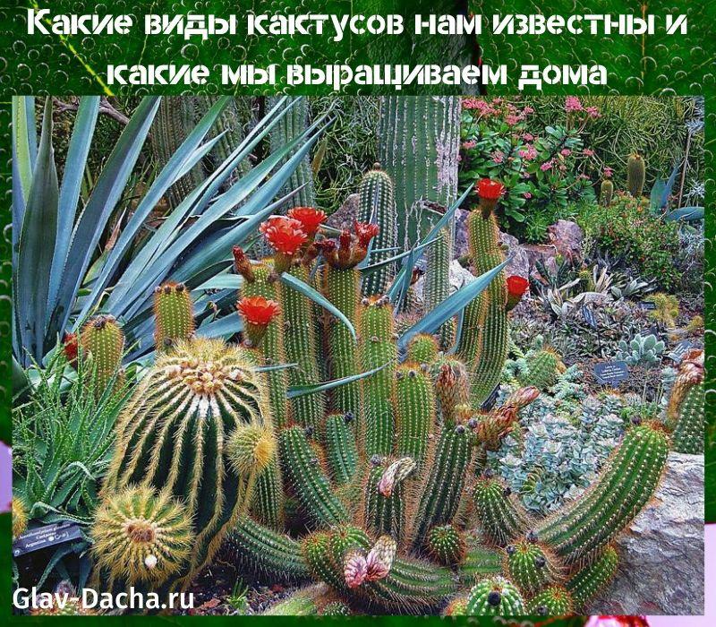 kaktusten tyypit