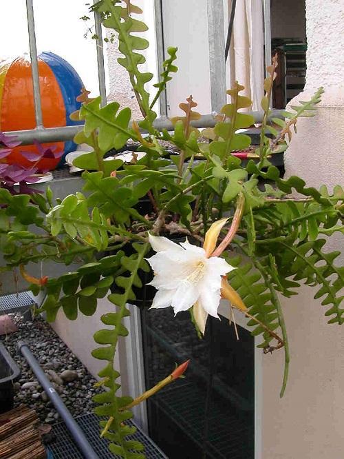 epiphyllum kulmikas