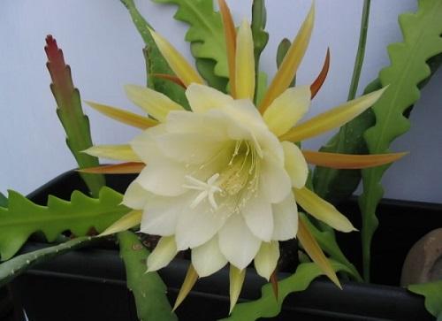 epiphyllum hammastettu
