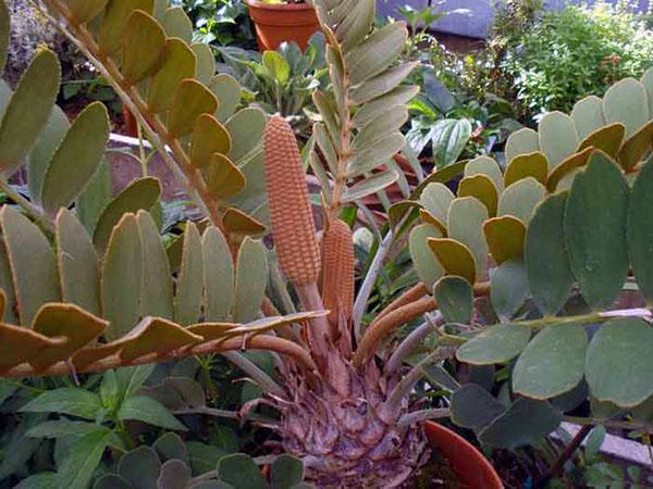 zamia-kukinto