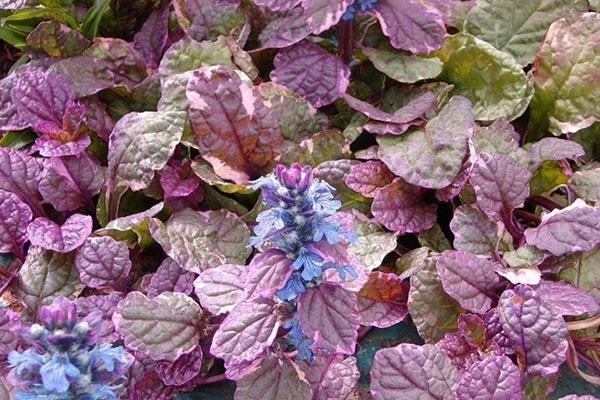 sitkeä hiipivä lajike Atropurpurea