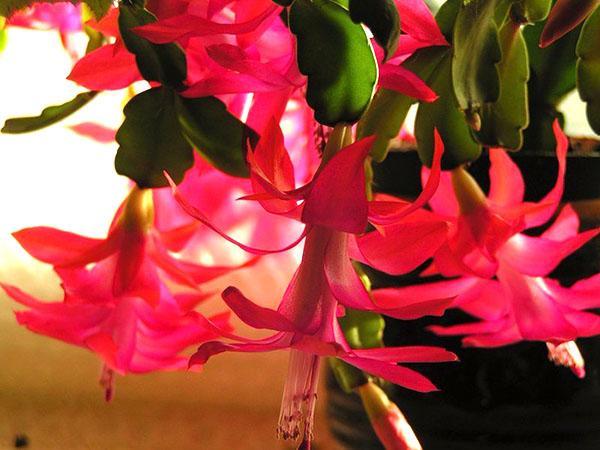 trooppinen zygocactus