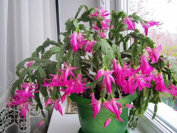 zygocactus kukkii ikkunalaudalla