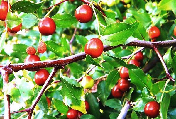 Zizyphus tuottaa hedelmiä puutarhassa