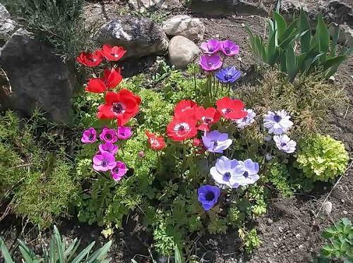 anemoneja