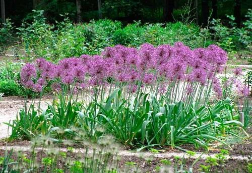 kukkiva allium