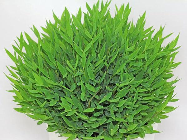 pogonaterumin hirssi