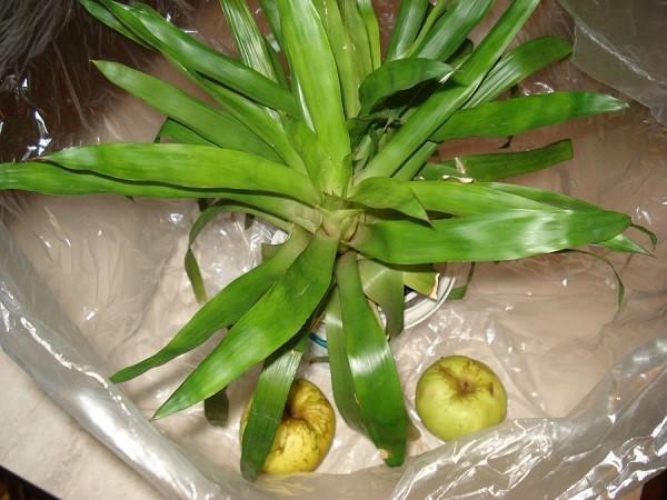 Guzmania ei kukki