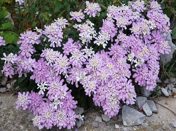 Iberis luonnossa