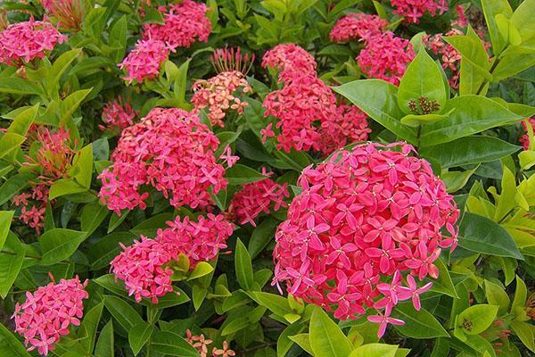 kukkiva ixora