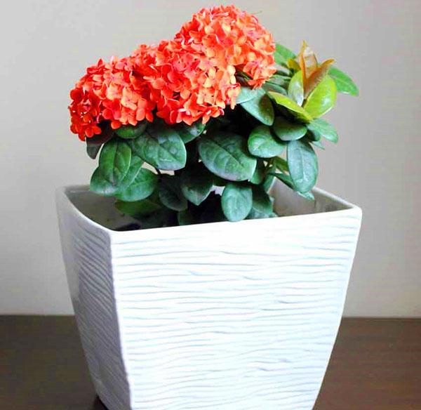 Ixora ruukussa