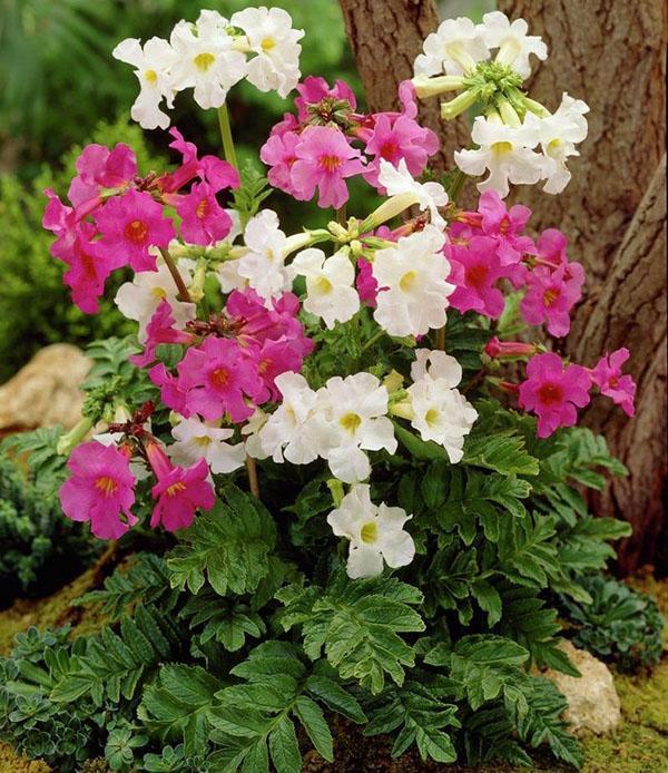 rehevä pensas incarvillea