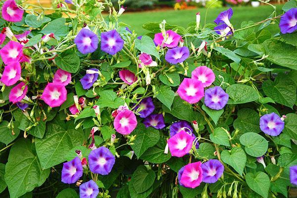 vihreä aita violettia aamu kirkkautta