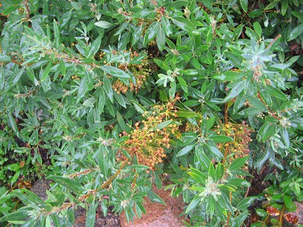 monivuotinen pensas kalmia