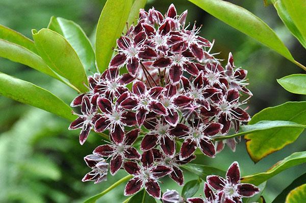 Calmian umbellate-kukinnot