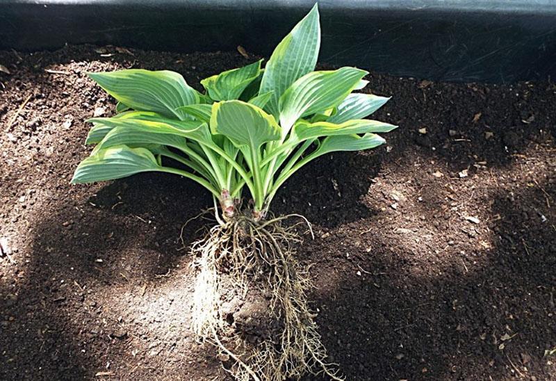 hosta lennolle ja hoito ajoissa
