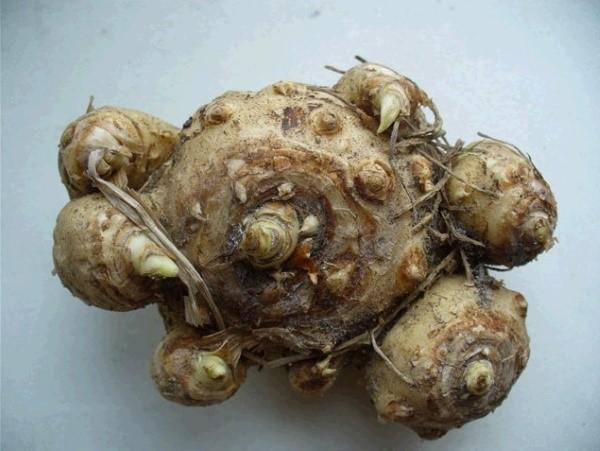 calla-mukula
